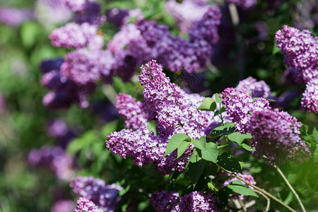 美丽的花香天然本底朵紧贴着本背景春丽紫的宏观图象带叶子的花枝闻新鲜图片