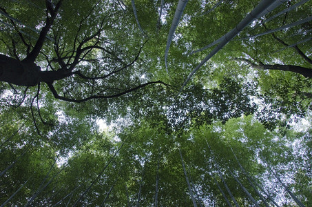 气候热带在绿竹林背景之下看到的竹木林从下面看到绿色的日本竹林与另一棵树在中间戳图片