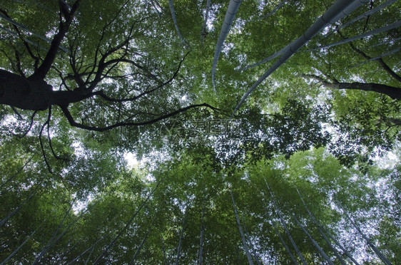 气候热带在绿竹林背景之下看到的竹木林从下面看到绿色的日本竹林与另一棵树在中间戳图片