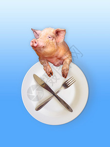 滑稽猪用刀子看着盘叉猪用刀看盘子作为谷仓的象征国内动物美食图片