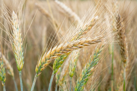 素食主义者农村金的田间小麦耳朵草地小麦成熟耳朵的背景丰收概念果实获图片