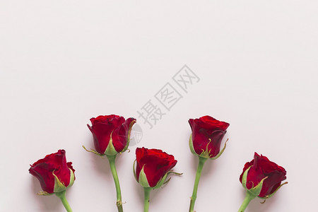 浪漫的高清晰度照片漂亮红玫瑰优质照片美的红玫瑰庆典礼物图片