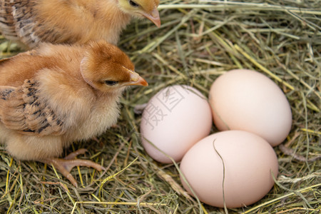 新的柔软蓬松黄鸡在蛋附近巢中在农业黄鸡在蛋附近的巢中图片