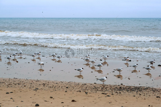多云的海鸥滩上一群鸟海滩上的一群鸟多云海鸥飞自由野生动物图片