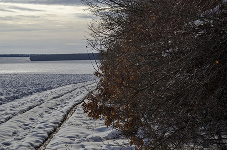农作物冷冻霜保加利亚欧洲和保加利亚Zavet附近露田与枯萎森林之间有泥土路的冬季风景图片