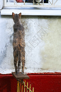 他的猫站在房子墙边的后腿上试图向窗外看一眼毛皮有条纹的图片