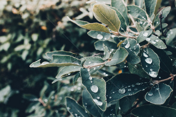 食物成熟绿色灌木上蜜糖果绿树叶雨后露水素食主义者图片