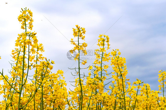 播种油菜籽作物开花植油菜播种油菜籽作物季节夏天景观图片