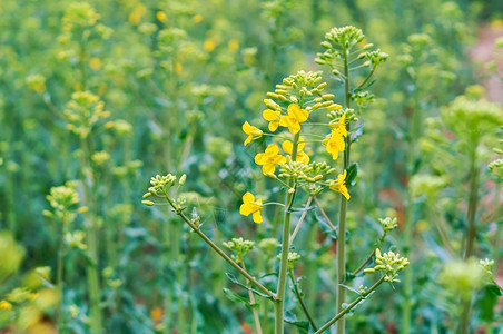 一株油菜花图片