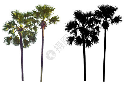 托迪两棵高拔的棕榈树用白色背景隔离的黑阿尔法面罩树干亚洲人图片