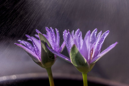 百合夏天紫色的与水滴开花莲图片