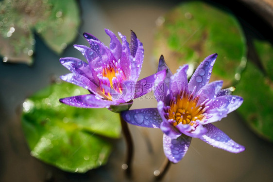 叶子户外与水滴的紫色开花莲夏天图片