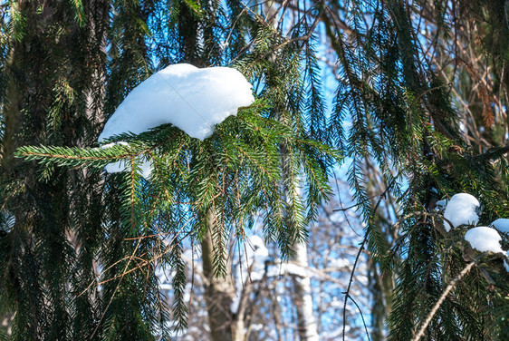 季节户外云杉树枝与白雪冬季云杉树在霜冻中常绿图片