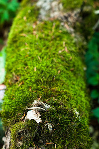 一种苔藓落树干上的苔苗详情户外图片