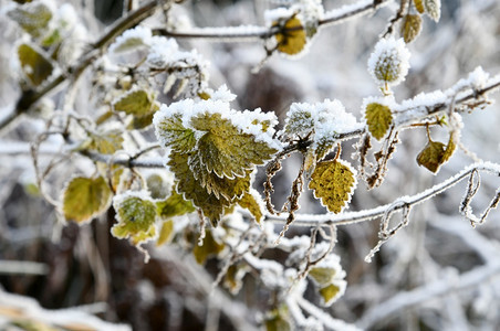 寒冷的水晶冬季雪覆盖的草地天气图片