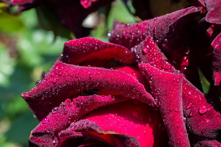 露浪漫花瓣上有滴水的美丽多彩玫瑰雨图片