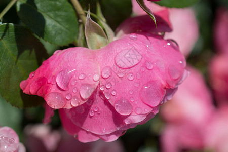 春天场地季节花瓣上有滴水的美丽多彩玫瑰图片