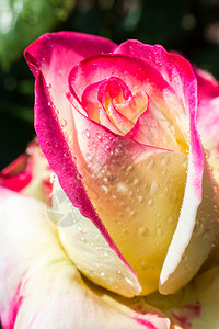 丰富多彩的芽浪漫花瓣上有滴水的美丽多彩玫瑰图片