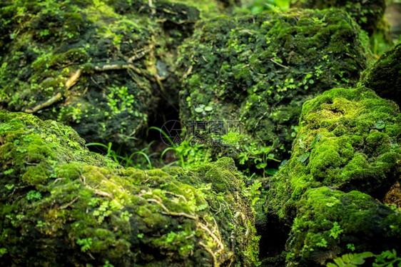 来自雨林的美丽绿苔草结石森林图片
