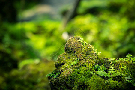 来自雨林的美丽绿苔草泰国植物公园图片