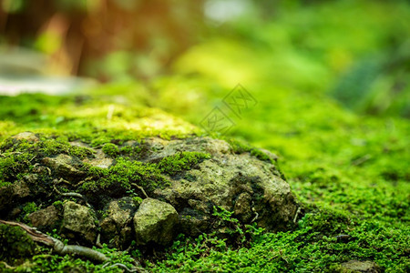 公园树来自雨林的美丽绿苔草明亮的图片