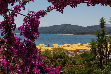 海滩和洋附近的棕榈树花卉和植物学景观入口图片