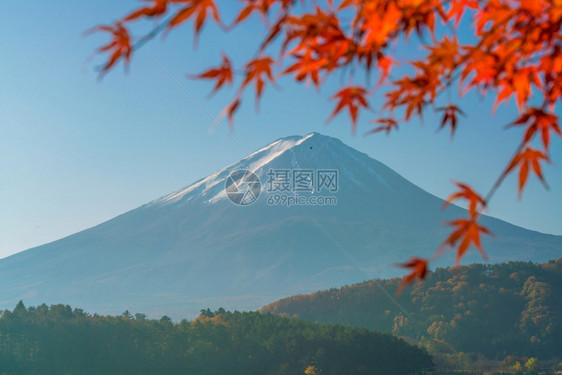 景观秋天在日本川口江湖的藤田山带红树叶火美丽的图片