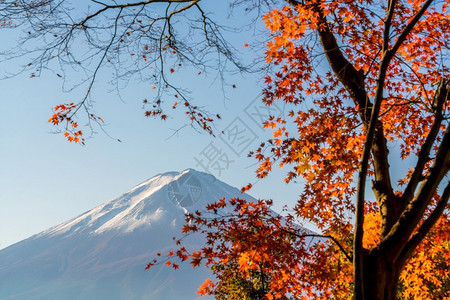 河口后景观亚洲人秋天在日本川口江湖的藤田山带红树叶图片