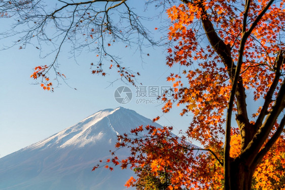 河口后景观亚洲人秋天在日本川口江湖的藤田山带红树叶图片