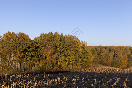天空自然黄色的多森林旁边玉米田秋天风景区图片