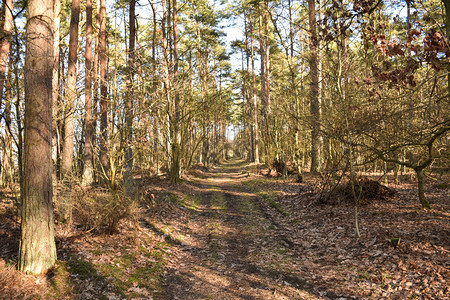 木头途径春天阳光照耀的走道穿过明亮森林生长图片