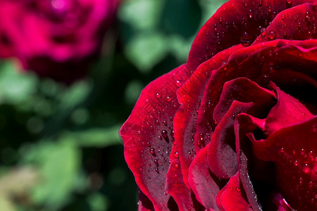 夏天花的丰富多彩瓣上有滴水的美丽多彩玫瑰图片