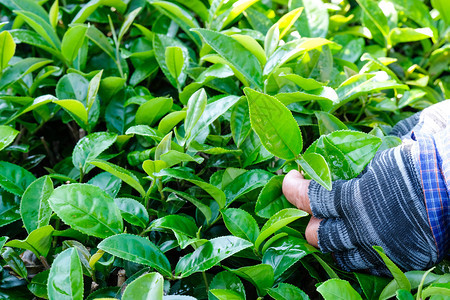 搜集农民亲手采摘新鲜绿色茶芽叶种植园农业自然背景亚洲农场图片