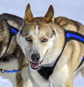 外部运动冬季工作时用舌头在户外工作的一只哈斯基雪橇狗的肖像跑图片