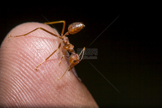 夏天动物保护手指上的红蚂蚁图片