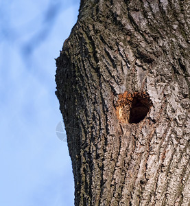 年轻的猫头鹰空树干中的鸟巢吠图片