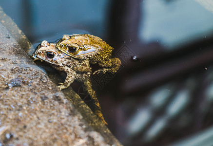 景观颜色交配季节的池塘中青蛙躺着图片素材