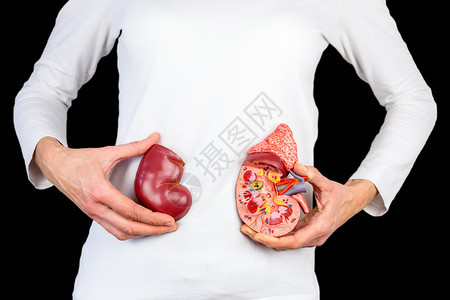 静脉功能女用手握着人类肾脏器官模型在黑色的白身体前的图片