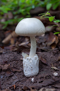 户外夏季食用白蘑菇色生态旅游活动在森林中冲洗蘑菇室采摘美食自然图片