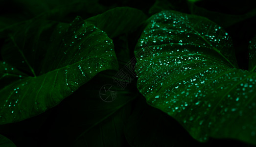 森林雨滴细节绿叶纹理背景最起码模式的绿叶质料背景深底绿色壁纸植物