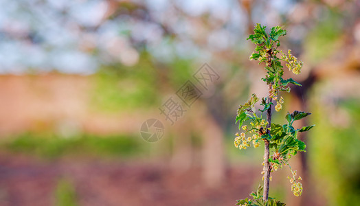 春天重点红黑草丛露出绿叶子在花园中集树枝丛上用模糊的地方写文字花朵里用绿色的叶子滚出红黑草丛盛开图片