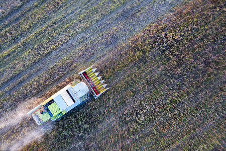 美丽的土地实作业收割机组合农业收割机集收获日葵田农业空中观察从上到下图片