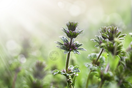 花的丰富多彩重点春天或夏的花卉背景草地上阳光下的野花柔和焦点春天或夏的花卉背景图片