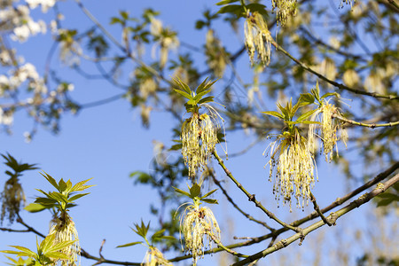 春天季节金子青初时花朵盛开阳光明媚的温暖天气与蓝空和鲜花盛开的朵图片