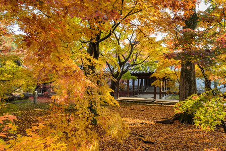 公园里的秋叶图片