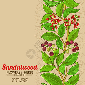 沙花木矢量背景颜色的沙花木矢量模式植物群插图叶子图片