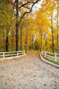秋季公园里的篱笆栅栏图片