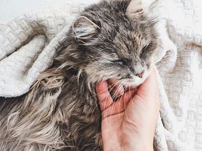 床灰色的小可爱躺在女人的手上露天风景近身宠物护理概念可爱小猫躺在女人的手上说谎图片