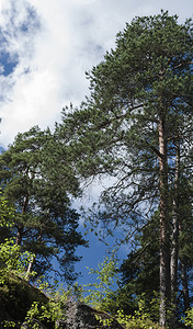 户外吠在蓝天背景下岩石上生长树木的景象夏季风林山地森在蓝天背景之下晴图片