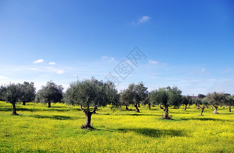 地球历史葡萄牙南部的橄榄树和黄花种葡萄牙南部绿色图片